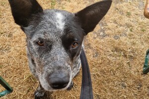 Silver: hondenschool jaar 2022