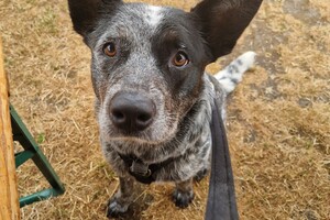 Silver: hondenschool jaar 2022