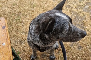 Bucky: hondenschool jaar 2022