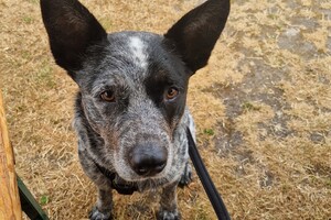 Silver: hondenschool jaar 2022