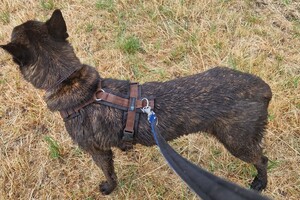 Bucky: hondenschool jaar 2022