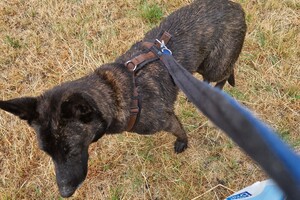 Silver: hondenschool jaar 2022