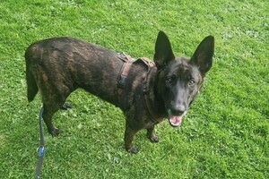 Bucky: eerste agility les (sport) 