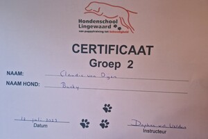 Gehoorzaamheid 2 in groepsles - Bucky