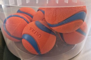 Yada: hondenschool jaar 2022