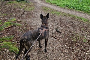 Bucky en Silver: FCI OBEDIENCE 
