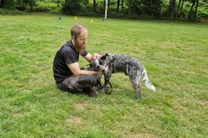 Silver: hondenschool jaar 2022