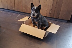 Yada en Silver: spelletjes thuis 