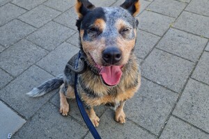 Dakota: aan zee (bij Leiden)