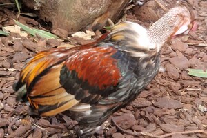 Kinderboerderijen/dierentuinen