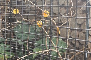 Kinderboerderijen/dierentuinen