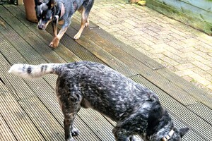 Rasweekend vakantie! Vida en Silver: gezellig spelen in Drenthe 