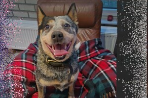 Dakota jarig met kerst