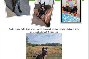 Bucky: hondenschool jaar 2022