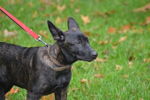 Vida en Bucky: hondenschool