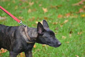 Vida en Bucky: hondenschool