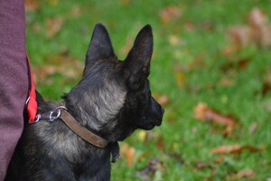 Vida en Bucky: hondenschool