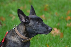 Vida en Bucky: hondenschool