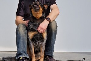 Vida: hondenschool jaar 2022