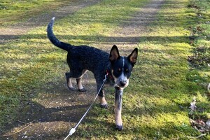 29 maart: Ellis Coco vandaag weer langs de dierenarts en het herstel gaat goed, voldoende rust blijft de key, iets waar Ellis Coco nog wel moeite mee heeft: laatste gewicht 12,2 kg.