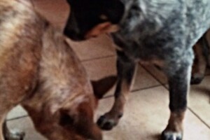 Izzy Bella Donna: Onze roedel