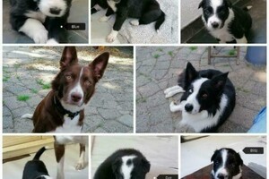 Flynn (Border Collie)