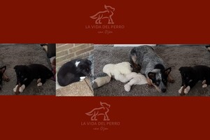 (13 juli) Ava Kira en Flynn