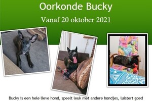 Bucky: hondenschool jaar 2022