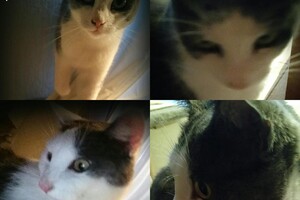 Onze Europese zusjes