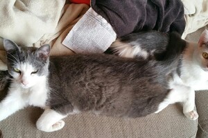 Onze Europese zusjes