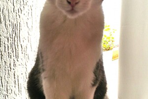 Onze Europese zusjes