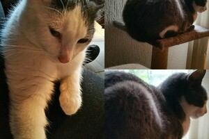 Onze Europese zusjes