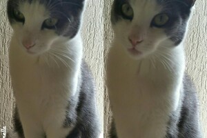 Onze Europese zusjes