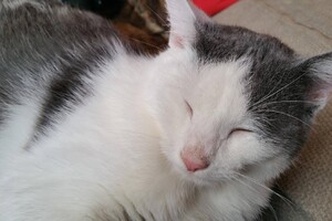 Onze Europese zusjes