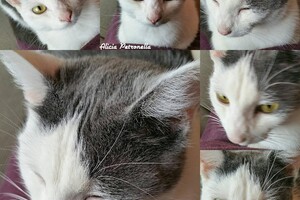 Onze Europese zusjes