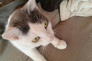 Onze Europese zusjes