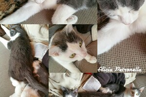 Onze Europese zusjes