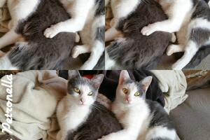 Onze Europese zusjes