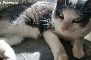 Onze Europese zusjes