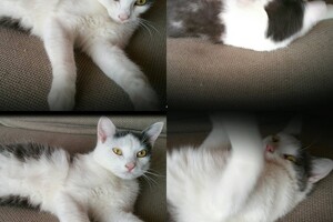 Onze Europese zusjes