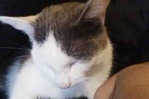 Onze Europese zusjes