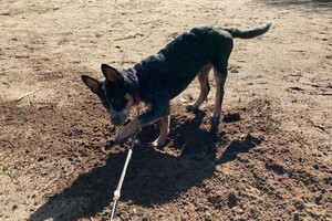 29 maart: Ellis Coco vandaag weer langs de dierenarts en het herstel gaat goed, voldoende rust blijft de key, iets waar Ellis Coco nog wel moeite mee heeft: laatste gewicht 12,2 kg.