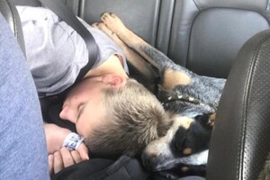 Abby Lavie: mijn boerderij