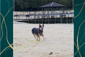 Prettige kerstdagen gewenst!