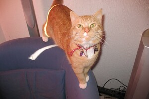 Landar, rode Europese kater