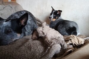 Izzy Bella Donna: Onze roedel