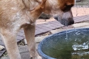 Tante Janske en de roedel - Bessy