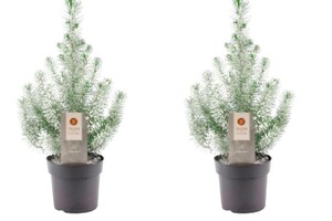 Parasolden Pinus pinea met sneeuw