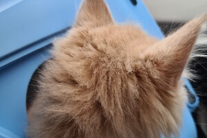 Clémentine (poes): het begin