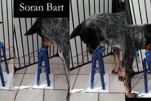 Trixie Dog Activity Turn Around